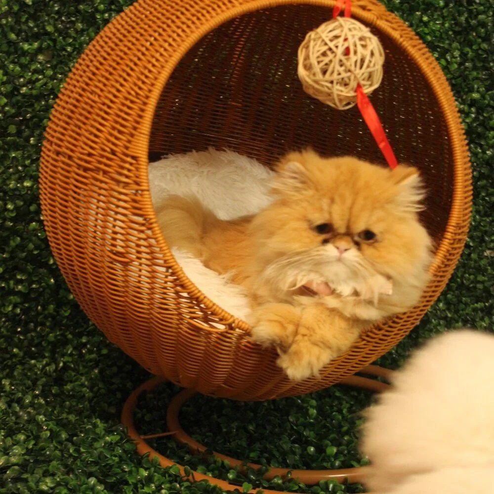 Egg chair